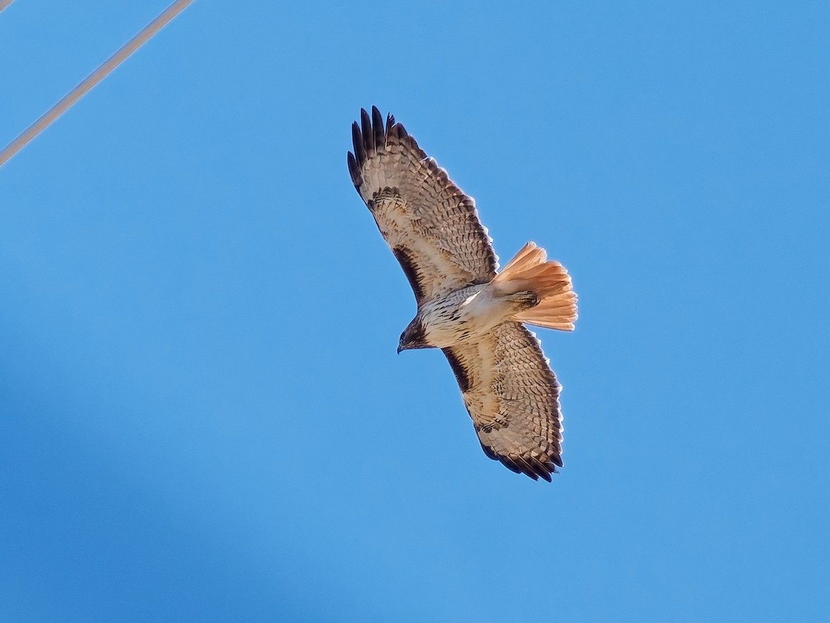 アカオノスリ - ML646815843