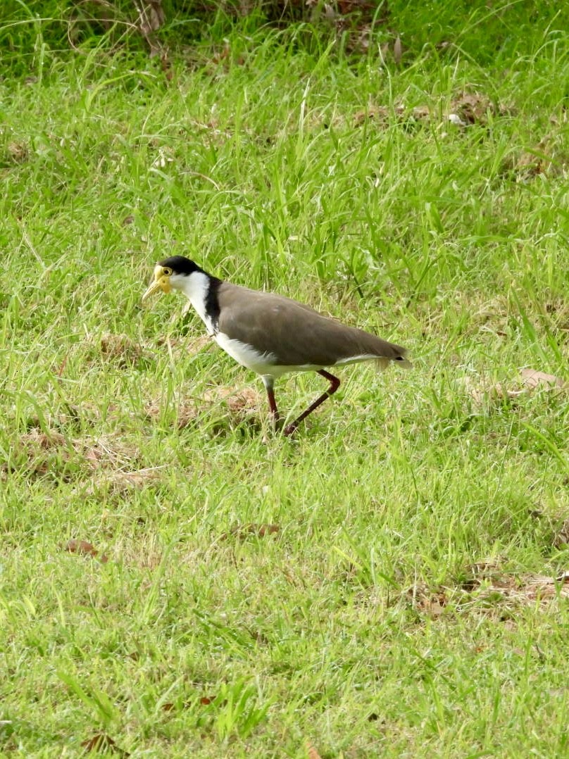 čejka australská - ML646815844