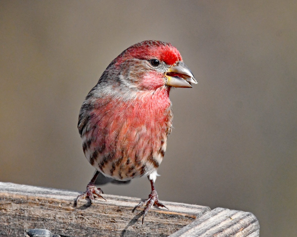 hýl rudoprsý - ML646815846