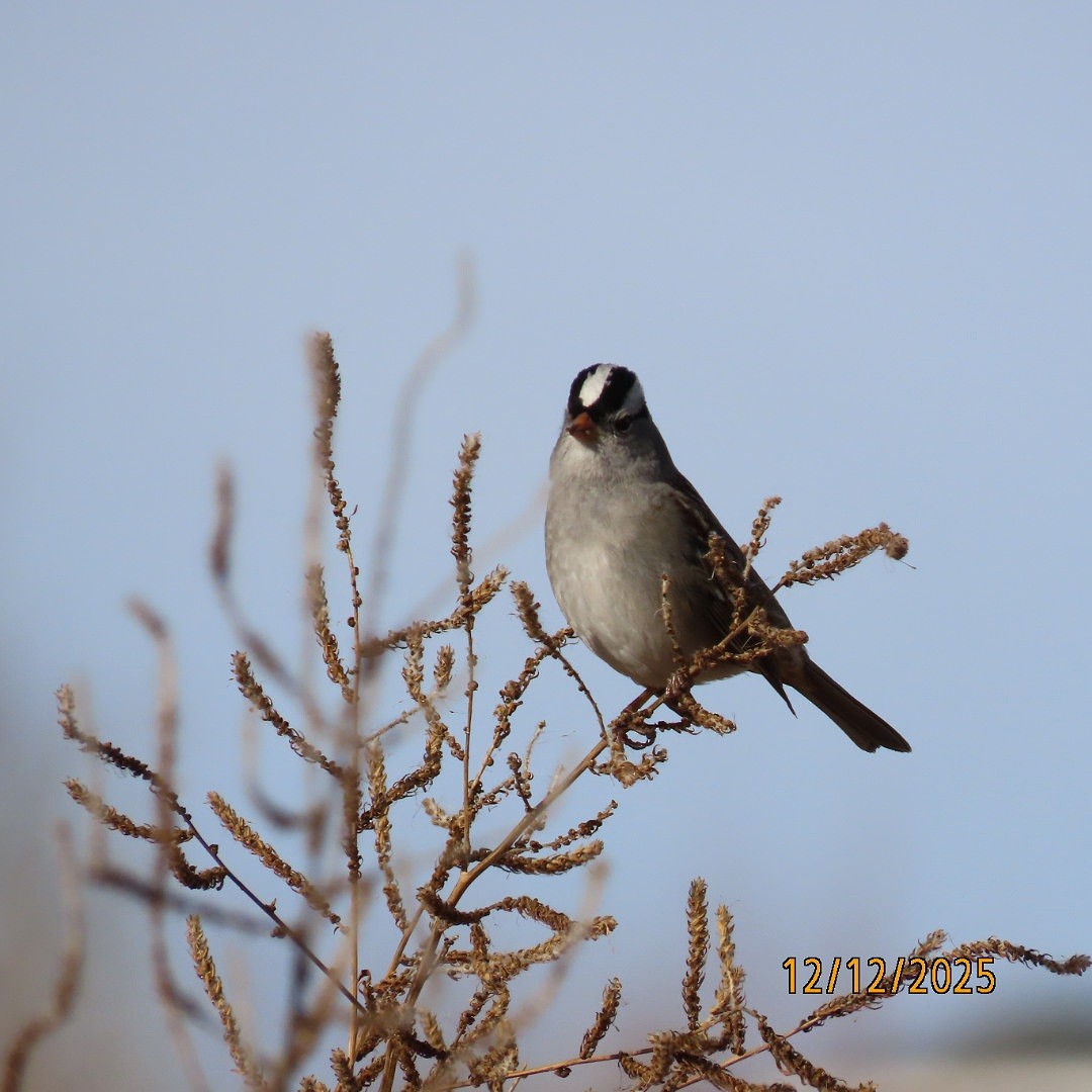 hvitkronespurv - ML646815849