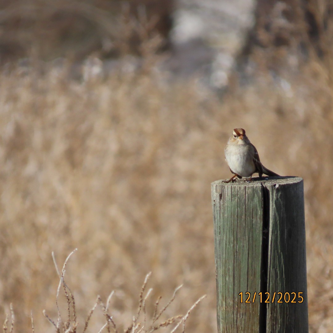 hvitkronespurv - ML646815850