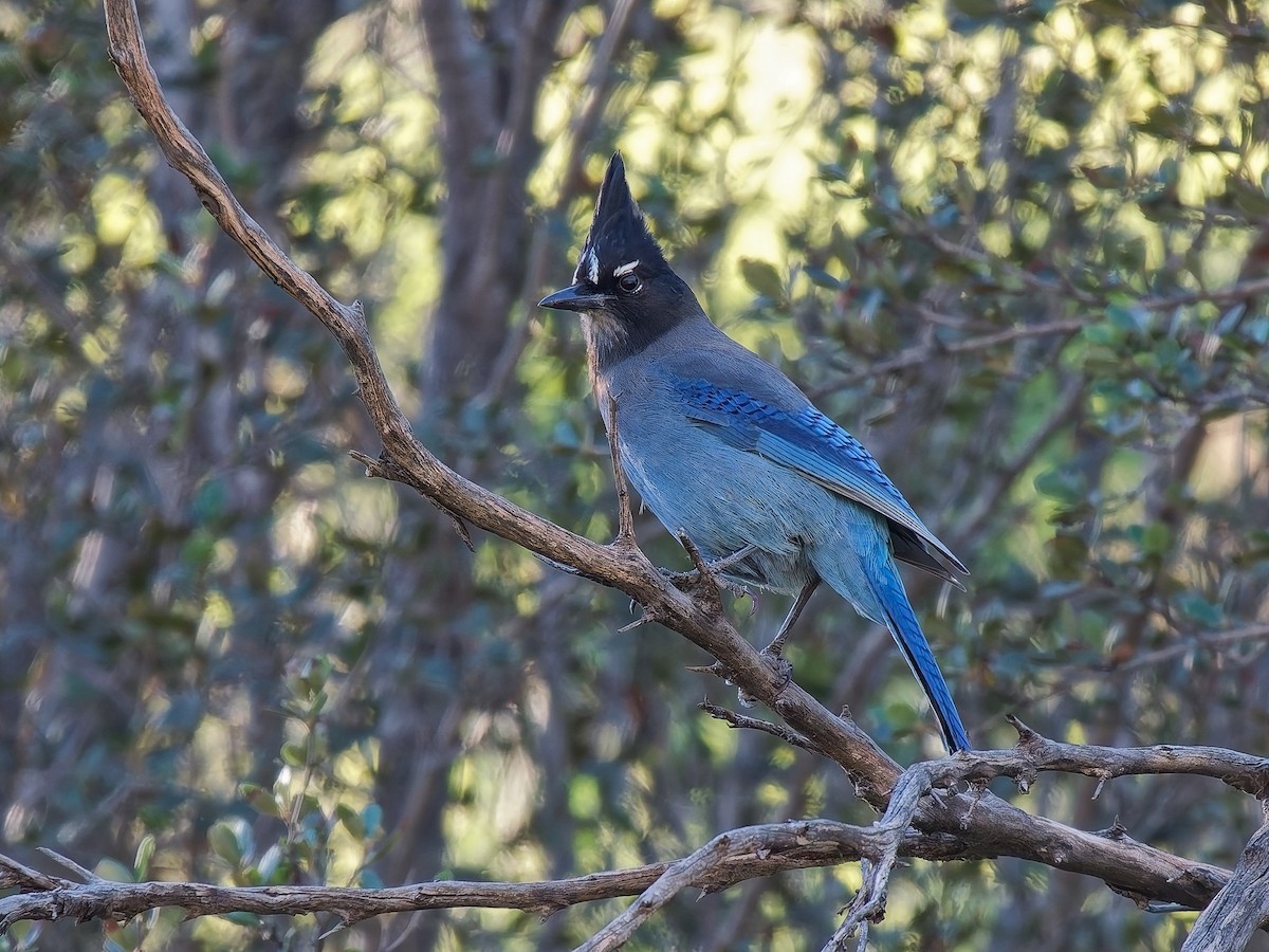 Стеллерова сойка - ML646815851