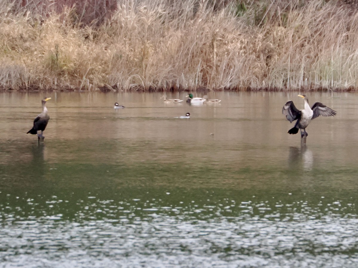Cormorán Orejudo - ML646815852