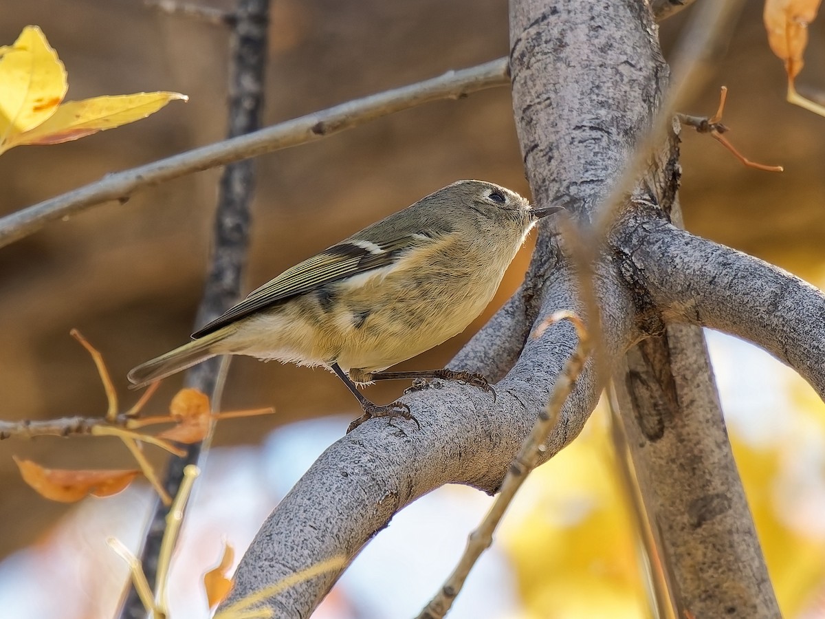 Ruby-crowned Kinglet - ML646815853