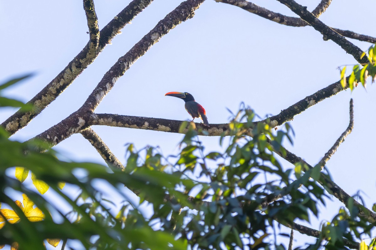 アカハシムナフチュウハシ - ML646815854