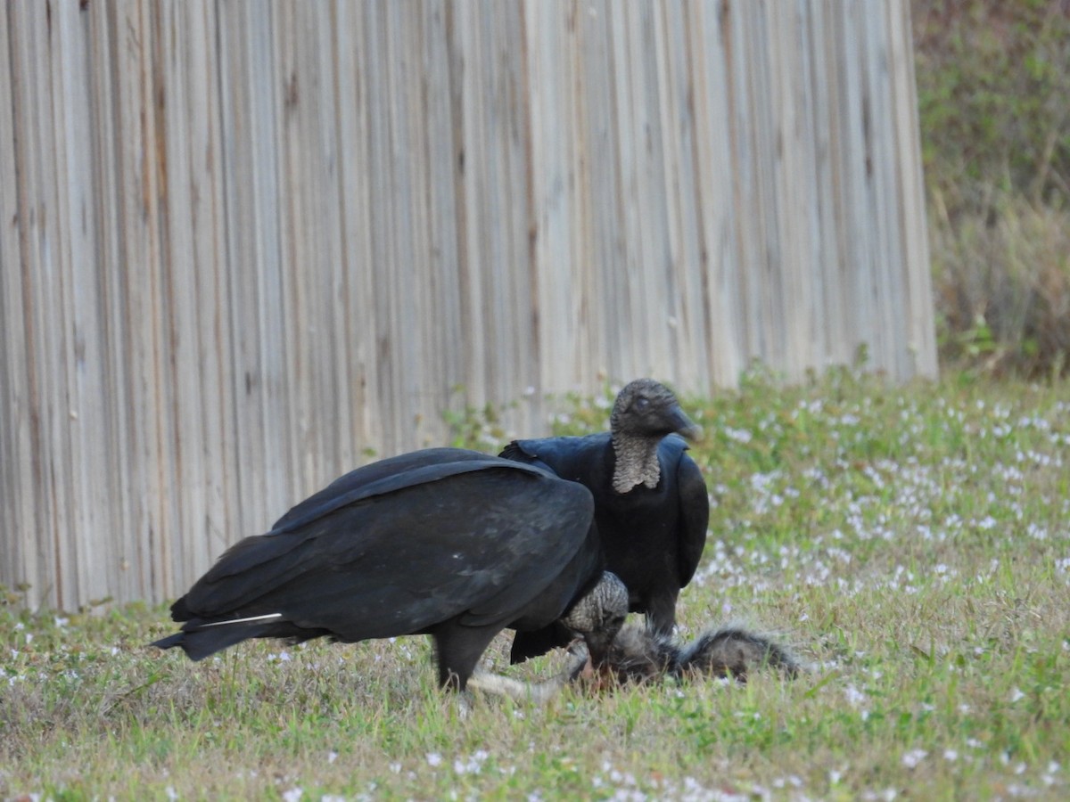 Zopilote beltza - ML646815855