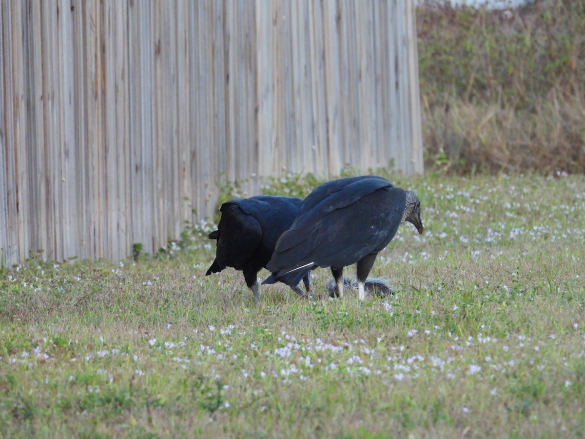 Zopilote beltza - ML646815856