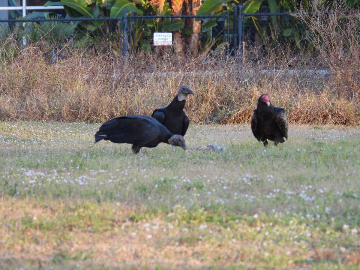 Zopilote beltza - ML646815857