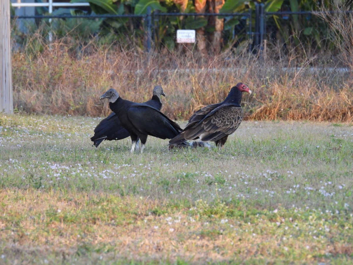 Zopilote beltza - ML646815858