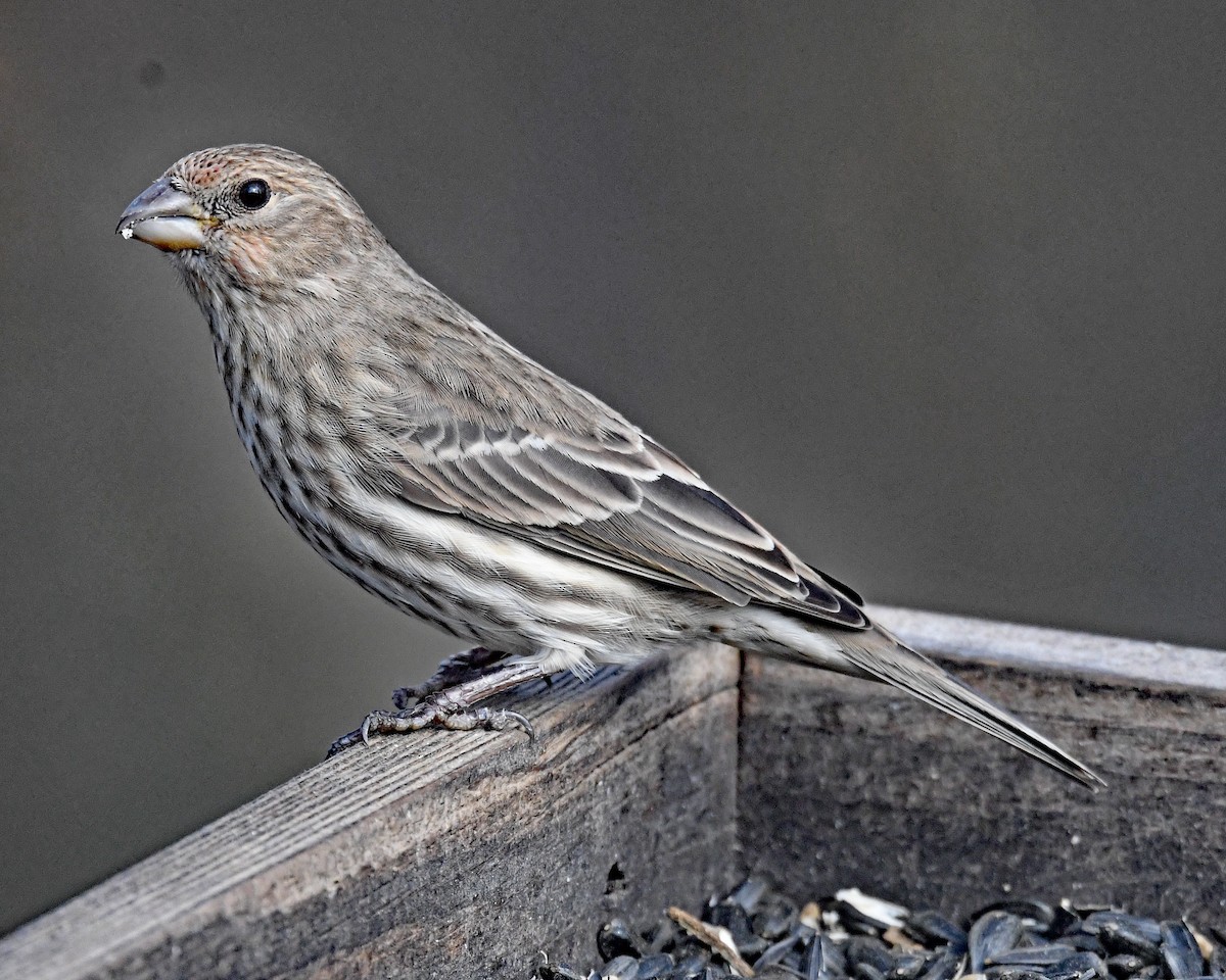 hýl rudoprsý - ML646815859