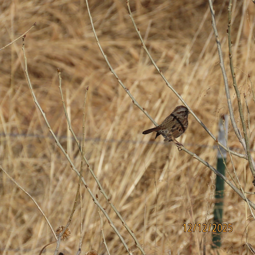 sangspurv - ML646815861