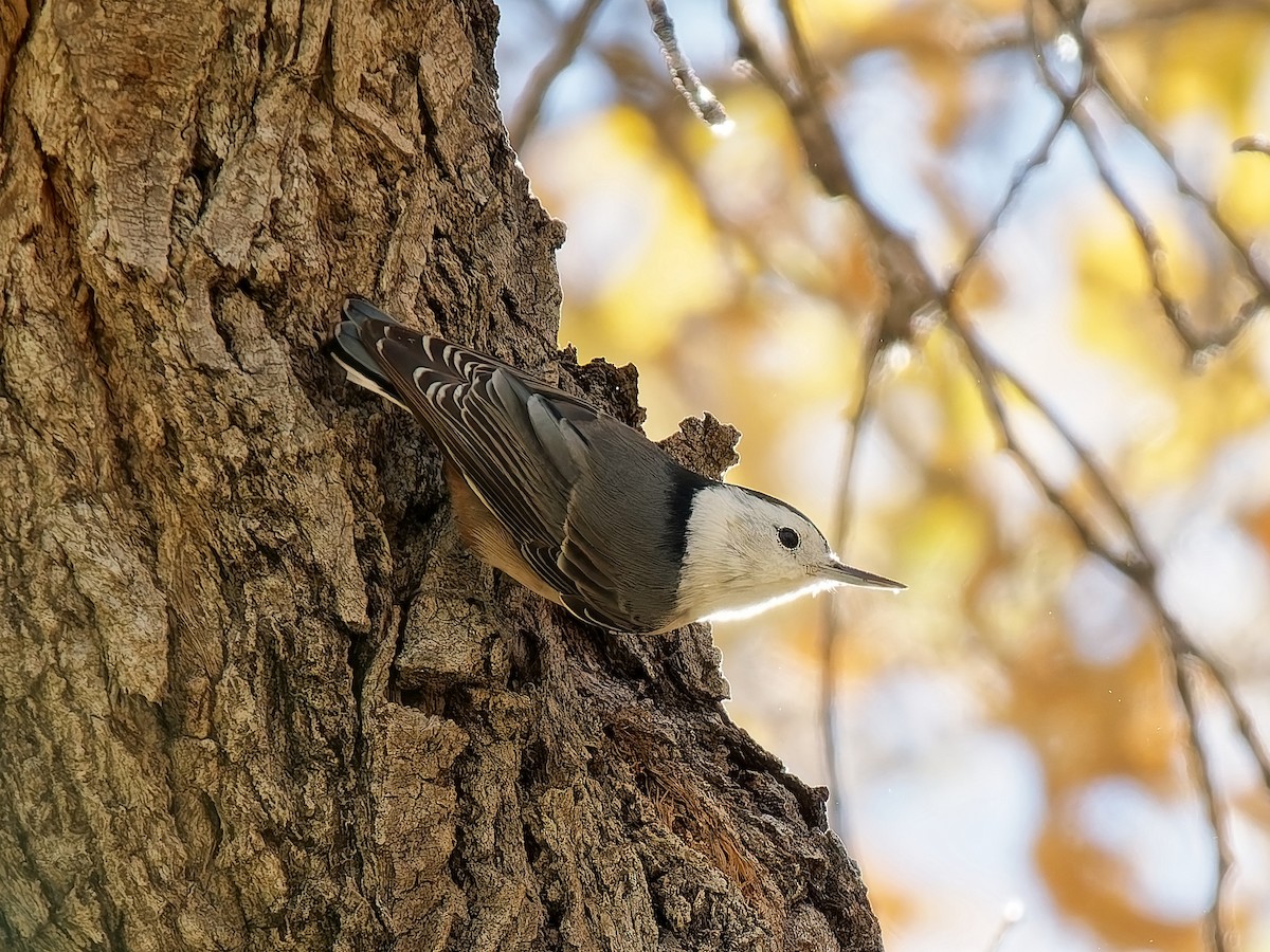 ムナジロゴジュウカラ - ML646815863