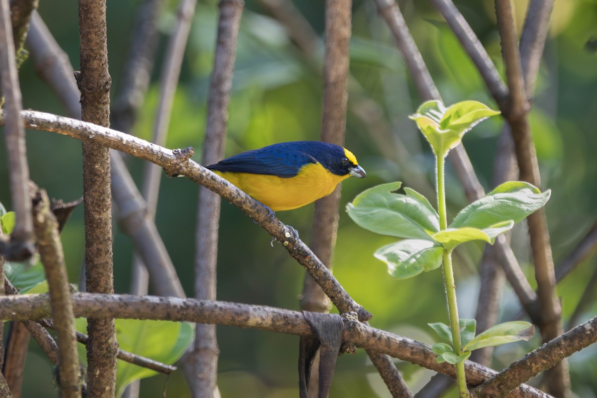 ハシブトスミレフウキンチョウ - ML646815865