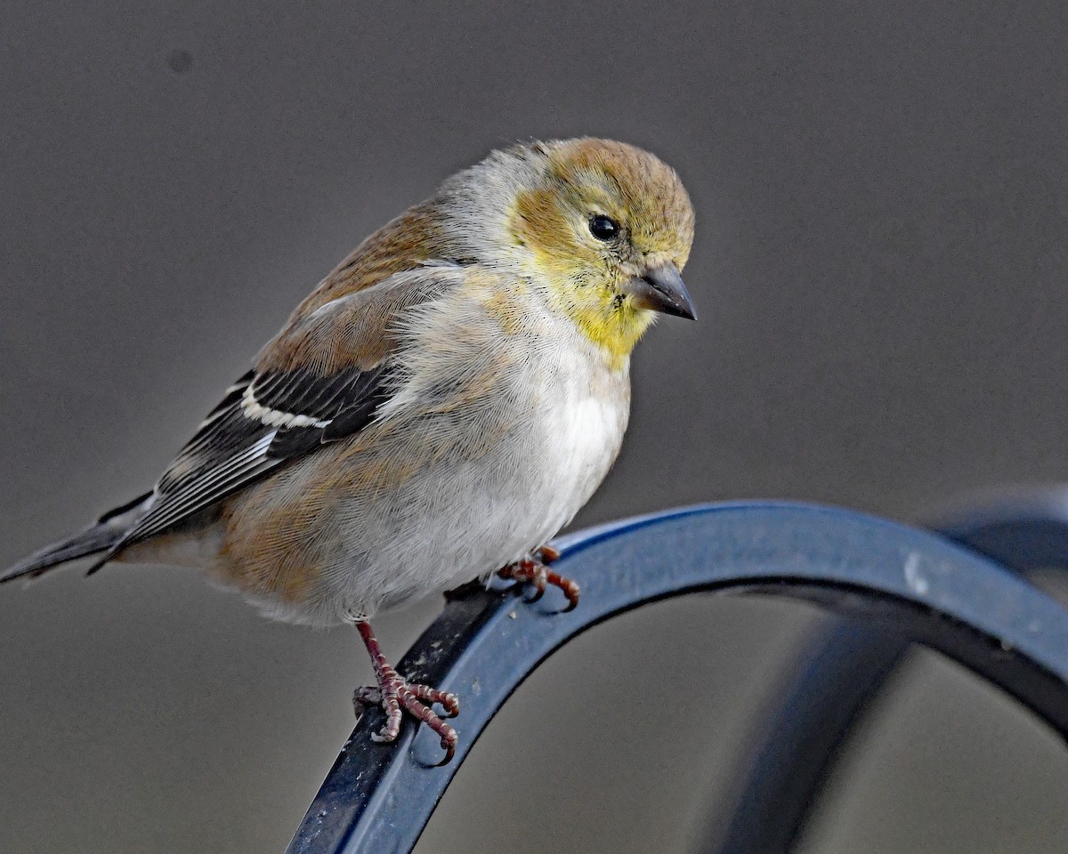 čížek žlutý - ML646815866