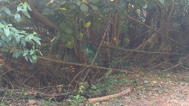 Индийская питта - ML646815871