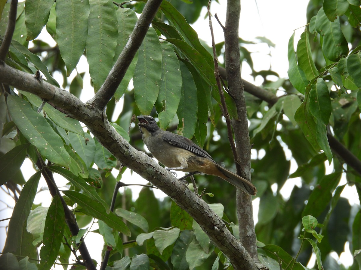 Saltator de Cabanis - ML646815872