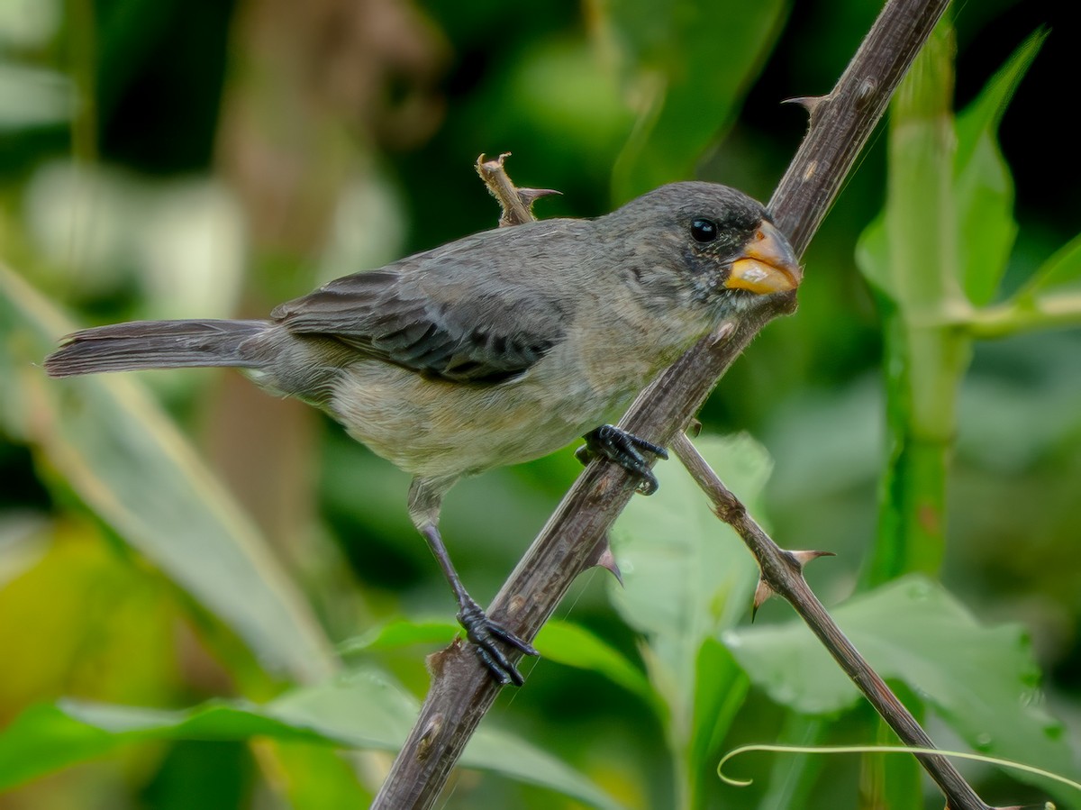 Ortanca Tohumcul - ML646815873