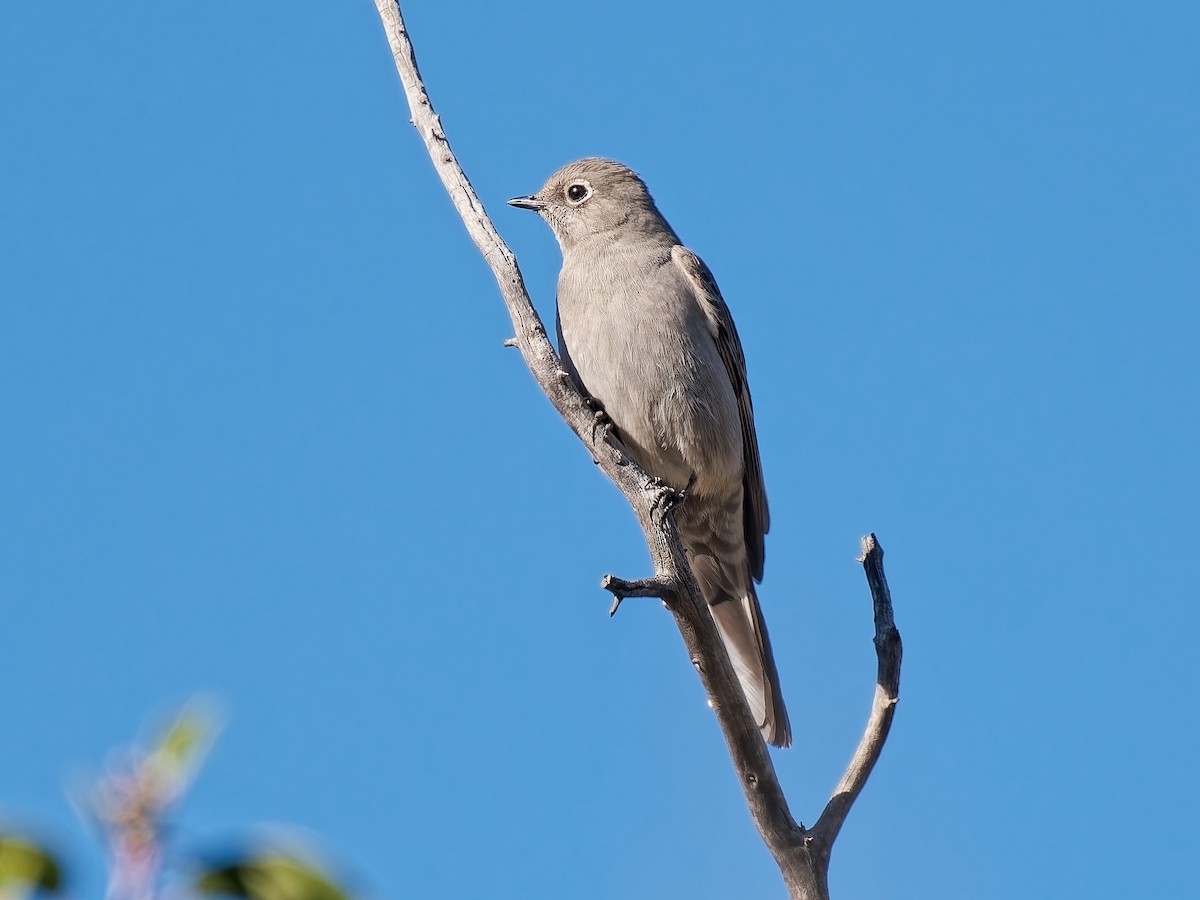 ハエトリツグミ - ML646815875