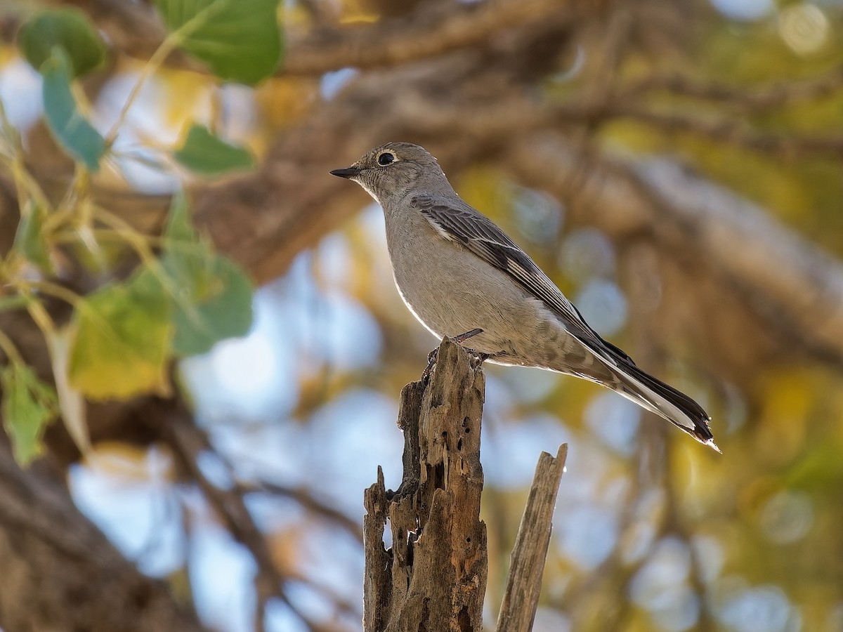 ハエトリツグミ - ML646815876