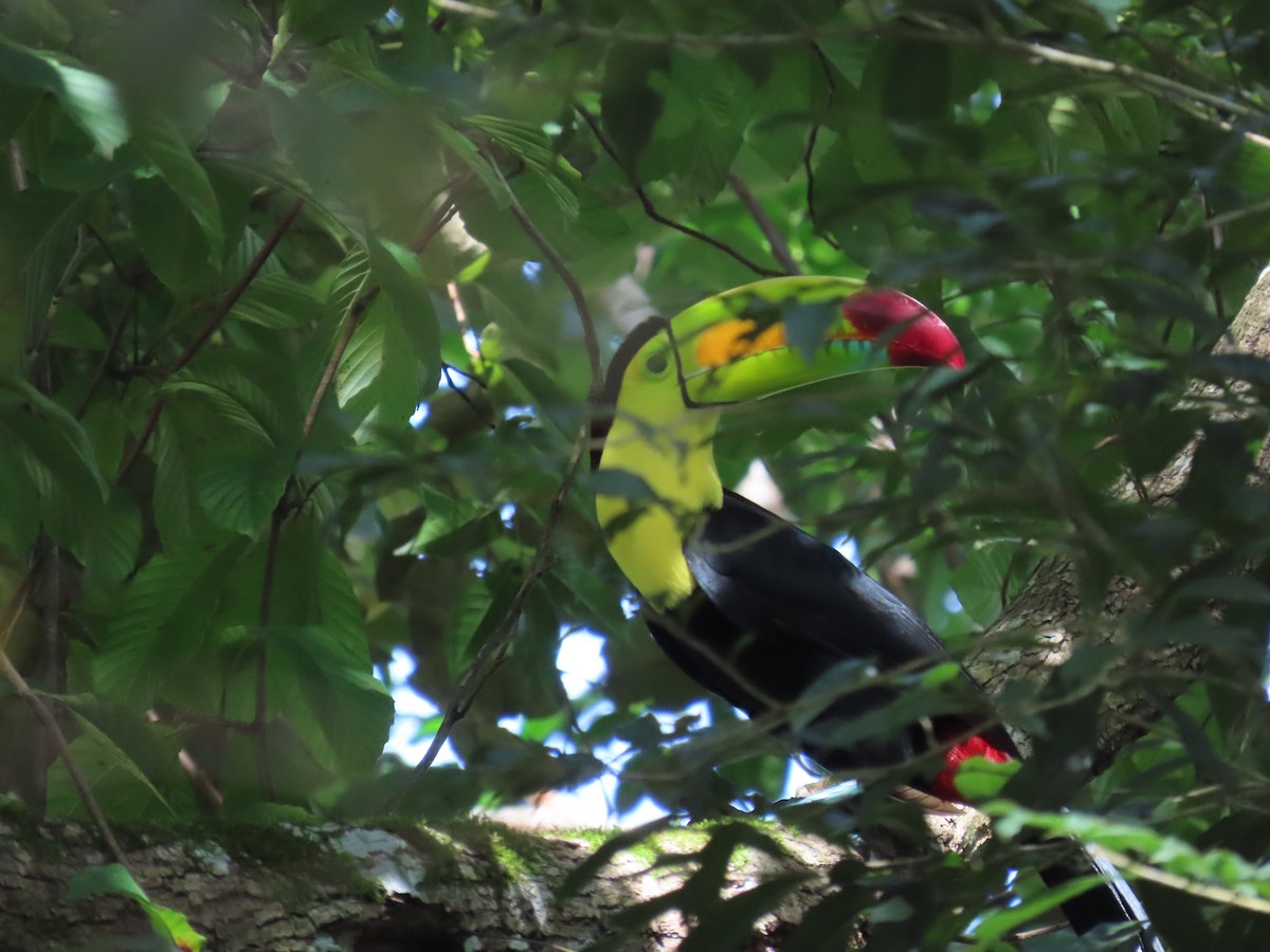 Тукан жовтогорлий - ML646815877