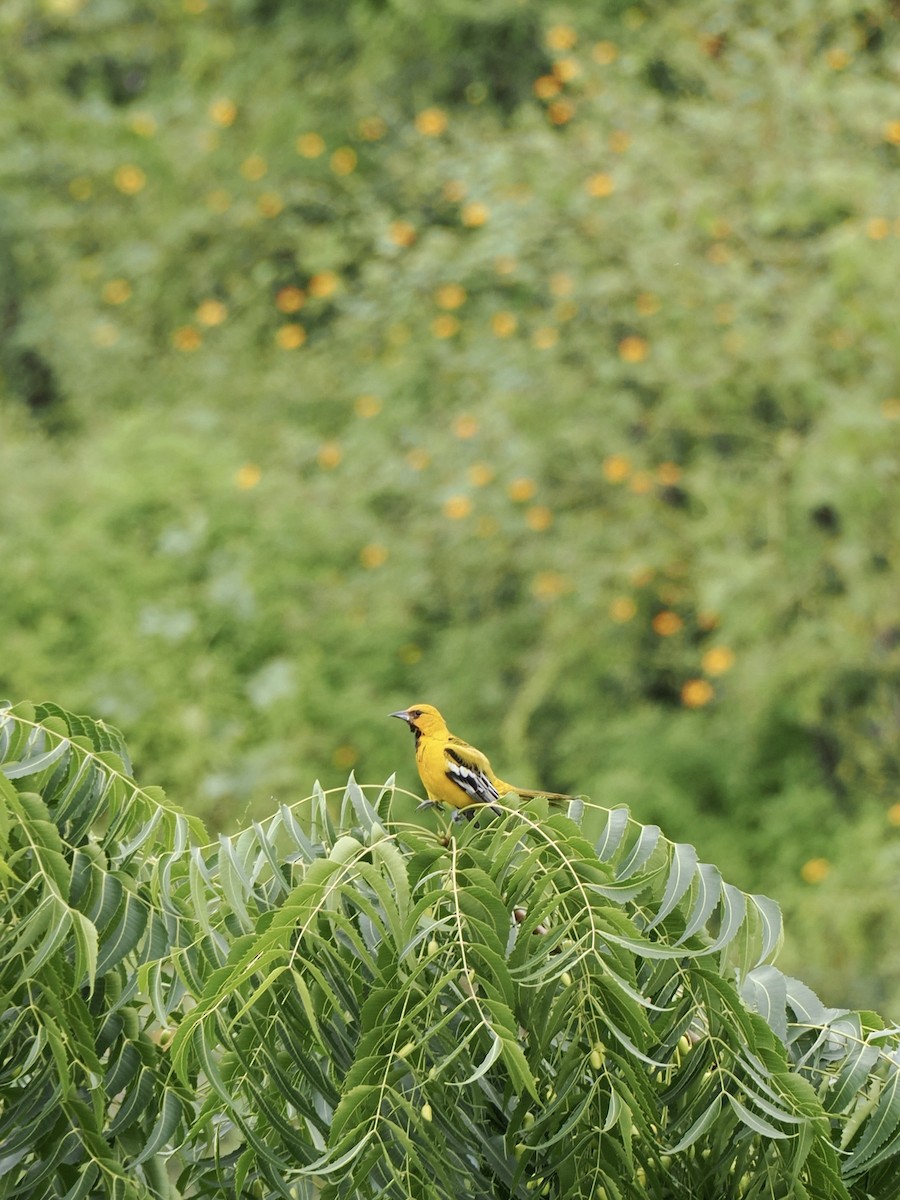 Streak-backed Oriole - ML646815878