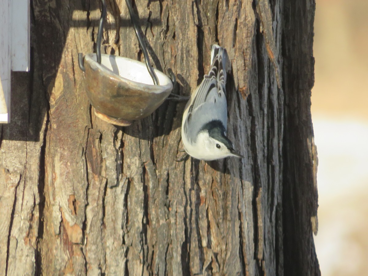 Повзик каролінський - ML646815881