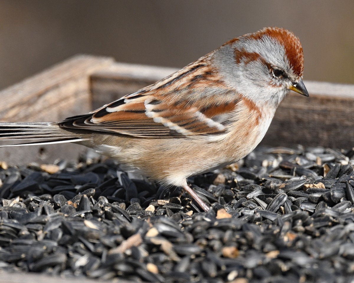 strnádka pokřovní - ML646815882