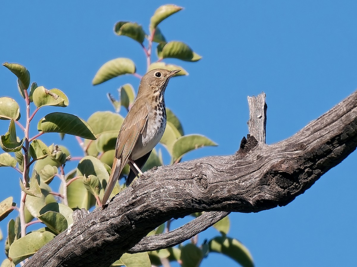 チャイロコツグミ - ML646815887