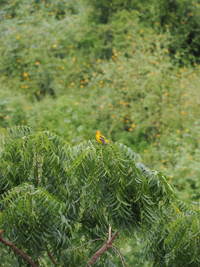 Streak-backed Oriole - ML646815888