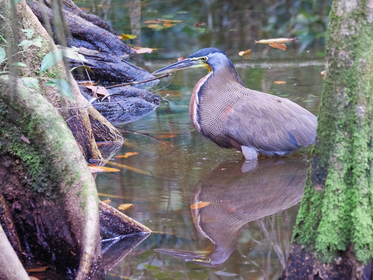 Bare-throated Tiger-Heron - ML646815902