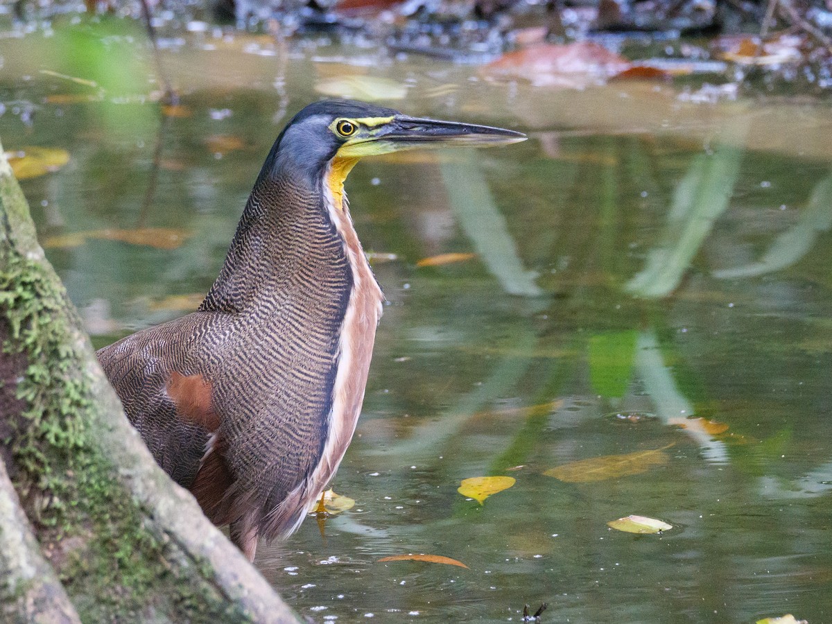 Bare-throated Tiger-Heron - ML646815903