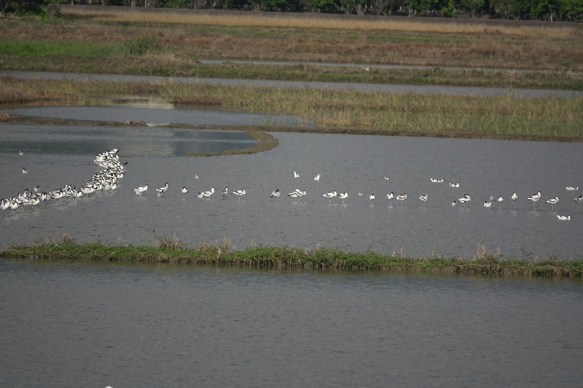 Pied Avocet - ML646815904