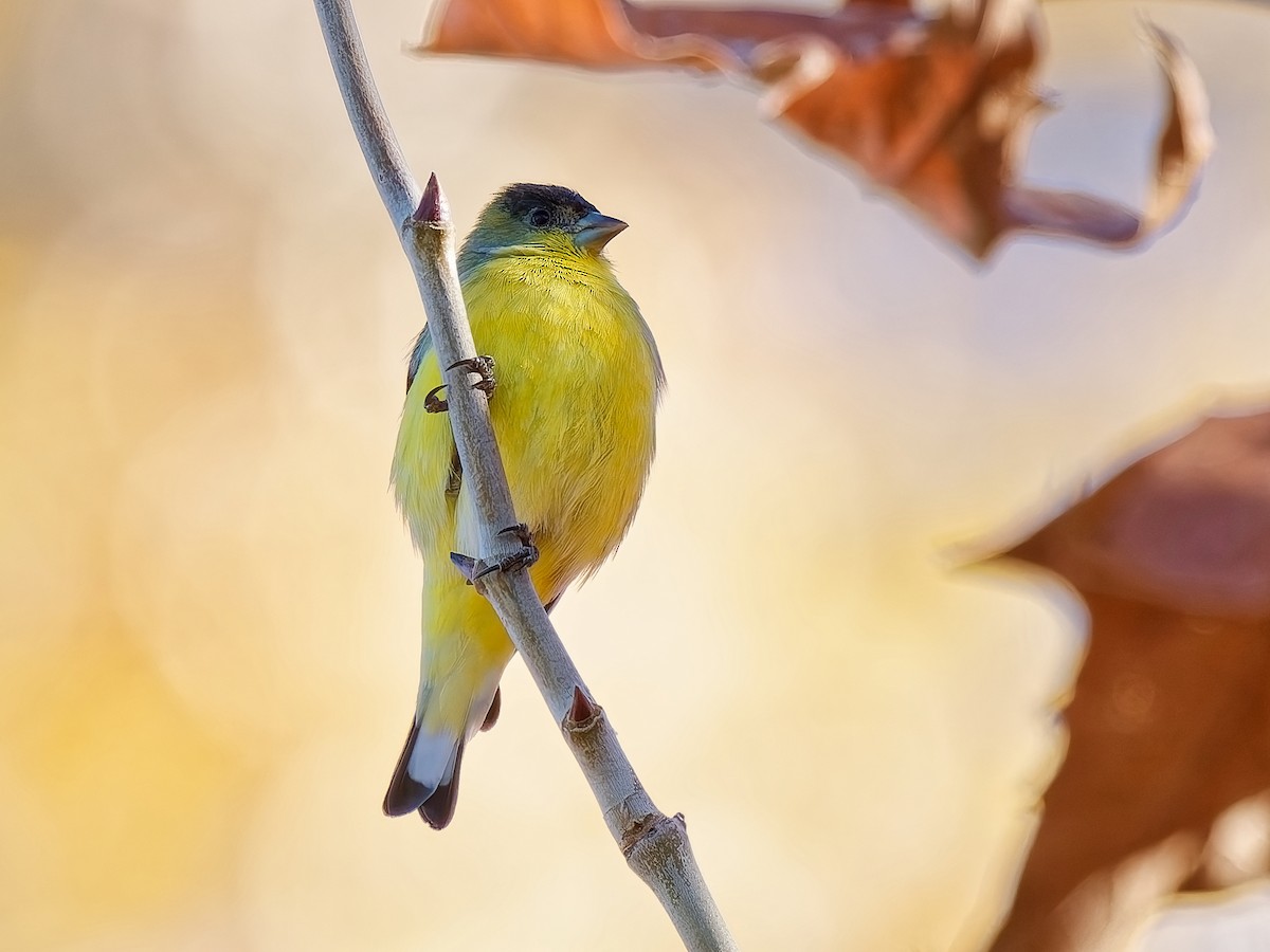 ヒメキンヒワ - ML646815905