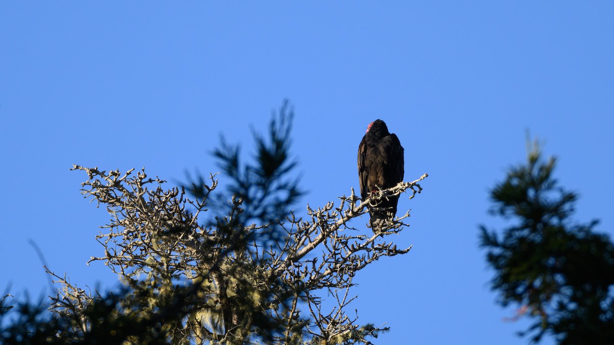 Truthahngeier - ML646815906