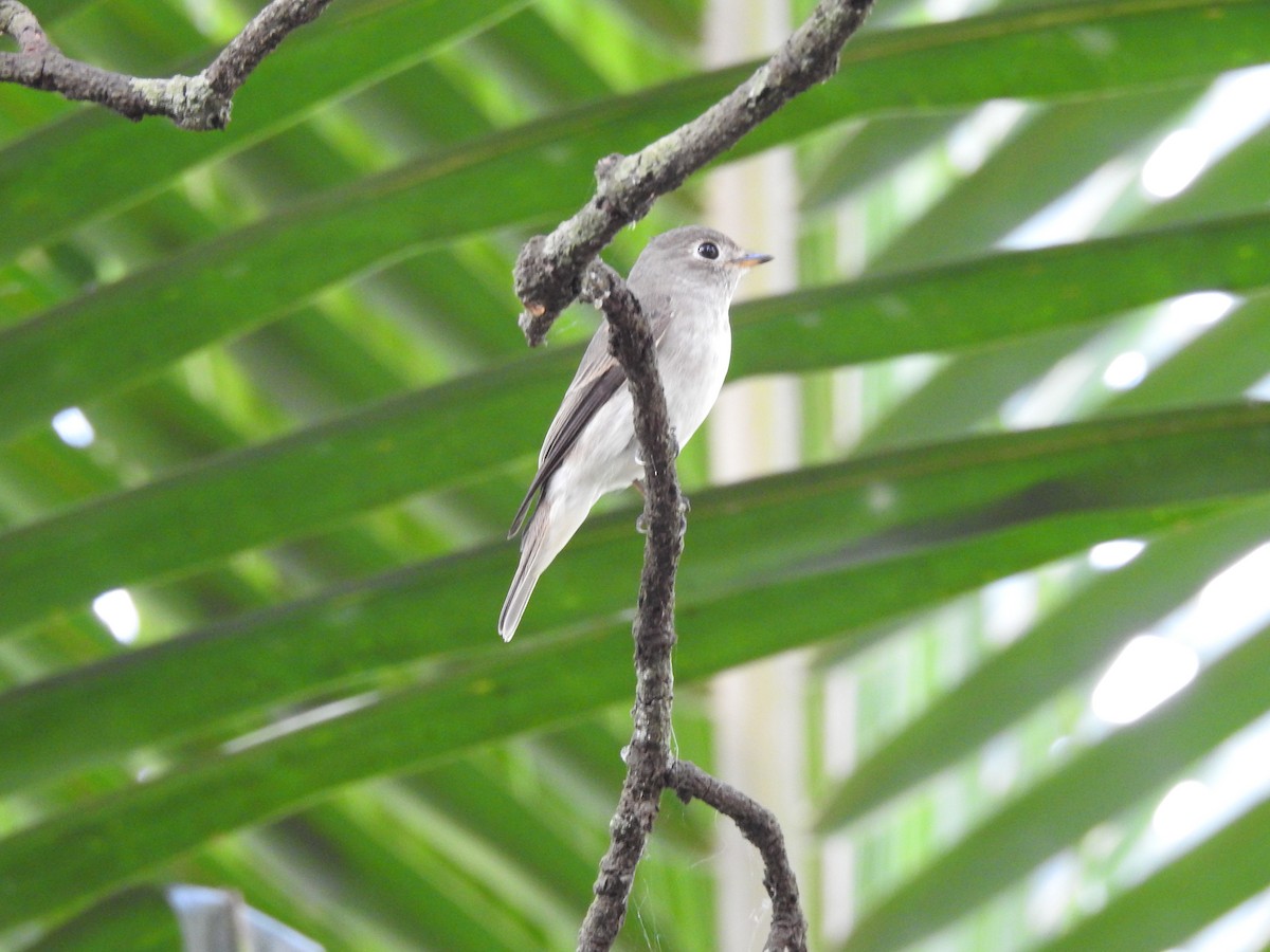 lejsek asijský - ML646815907