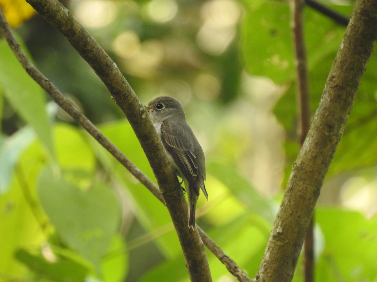 lejsek asijský - ML646815908