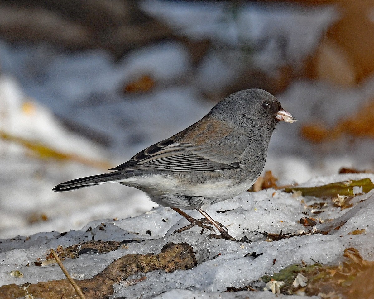 strnadec zimní (ssp. hyemalis/carolinensis) - ML646815909
