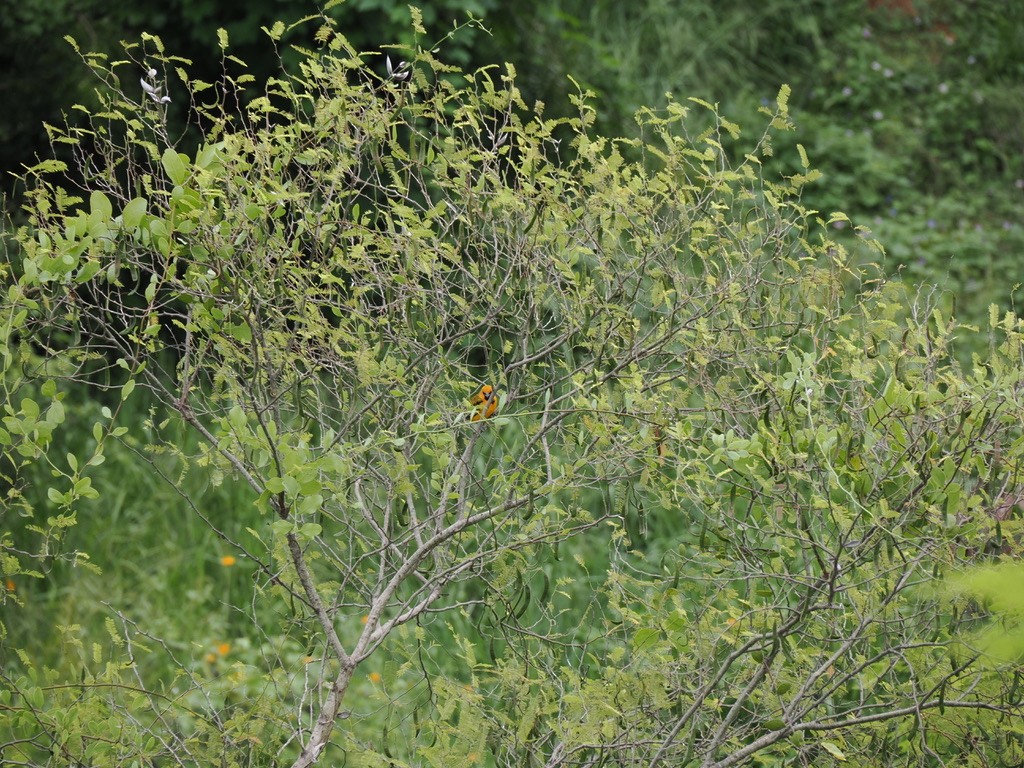 Streak-backed Oriole - ML646815912