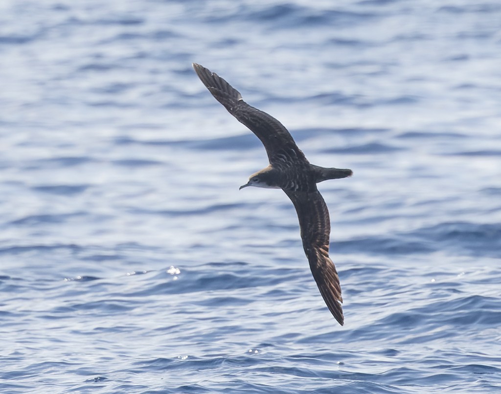 オナガミズナギドリ - ML646815916