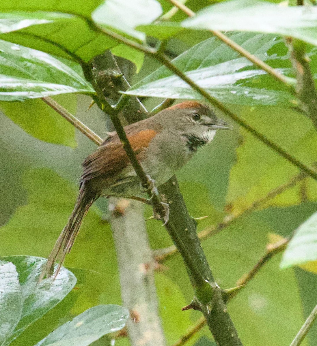 Pale-breasted Spinetail - ML646815920