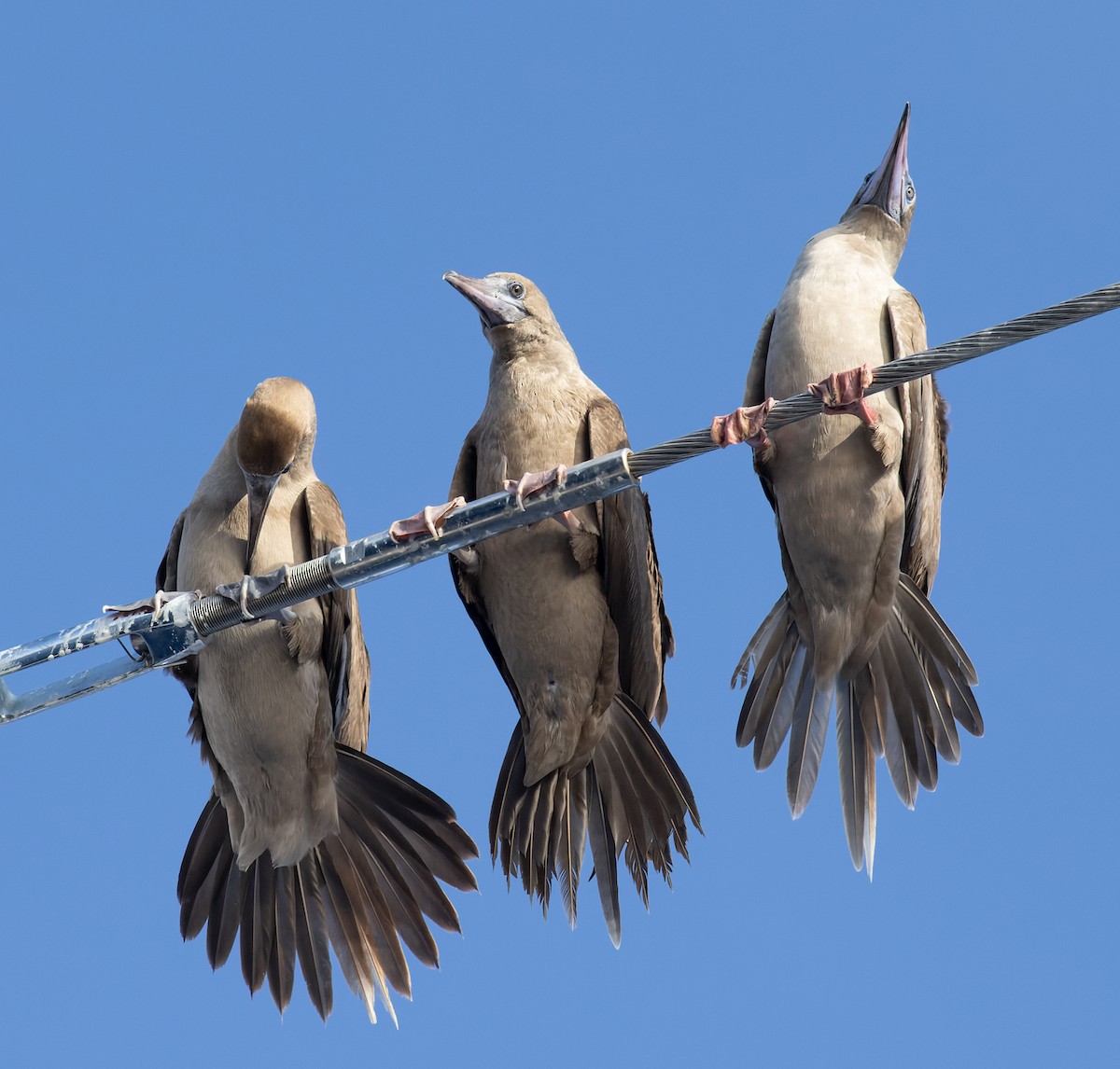 Kırmızı Ayaklı Sümsük (websteri) - ML646815924