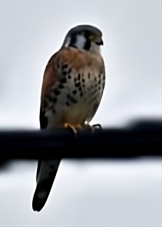 American Kestrel - ML646815933