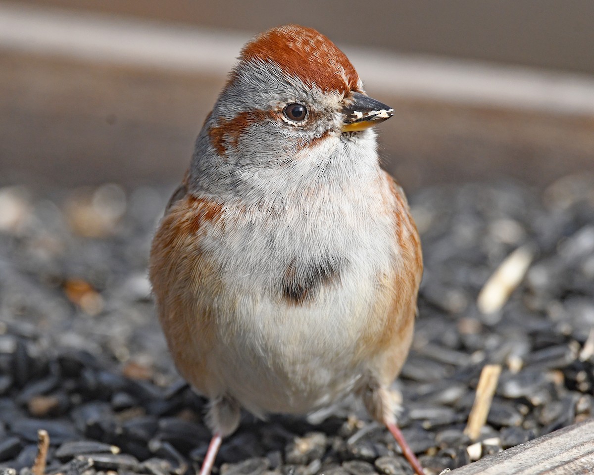 strnádka pokřovní - ML646815936