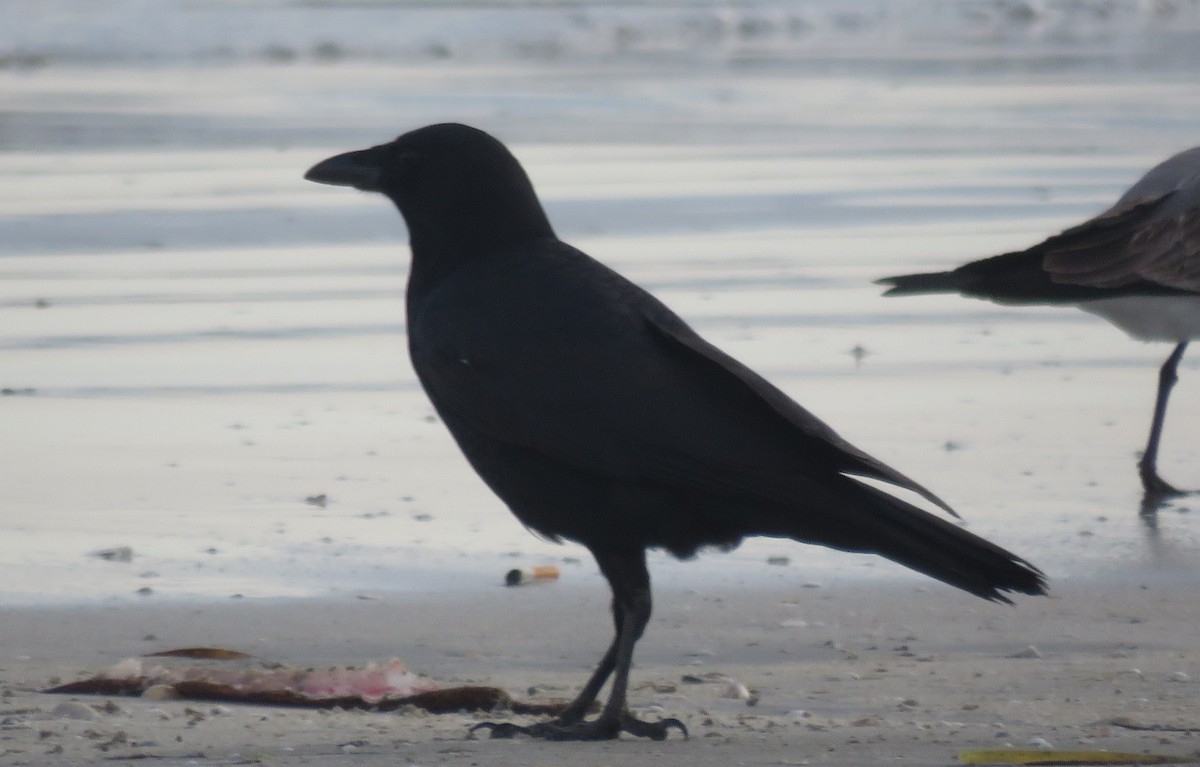 crow sp. - ML646815938