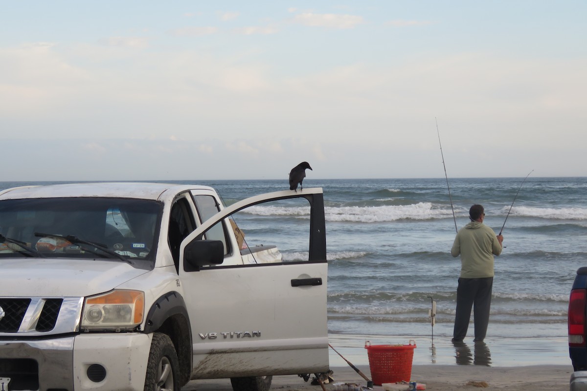 crow sp. - ML646815939