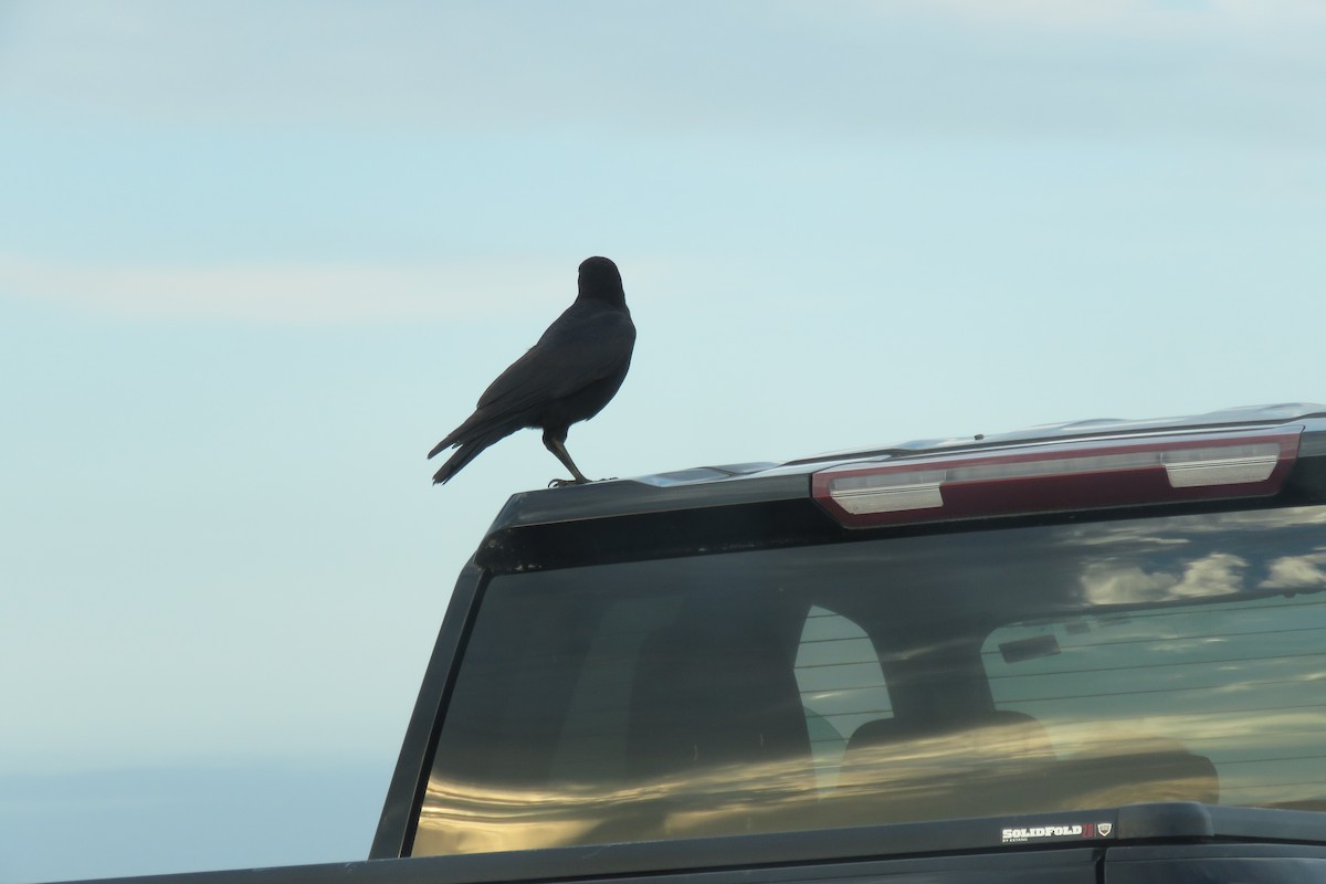 crow sp. - ML646815940