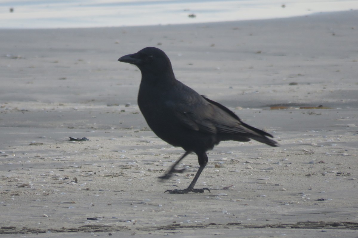 crow sp. - ML646815941