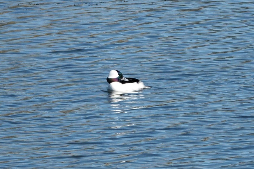 Bufflehead - ML646815943