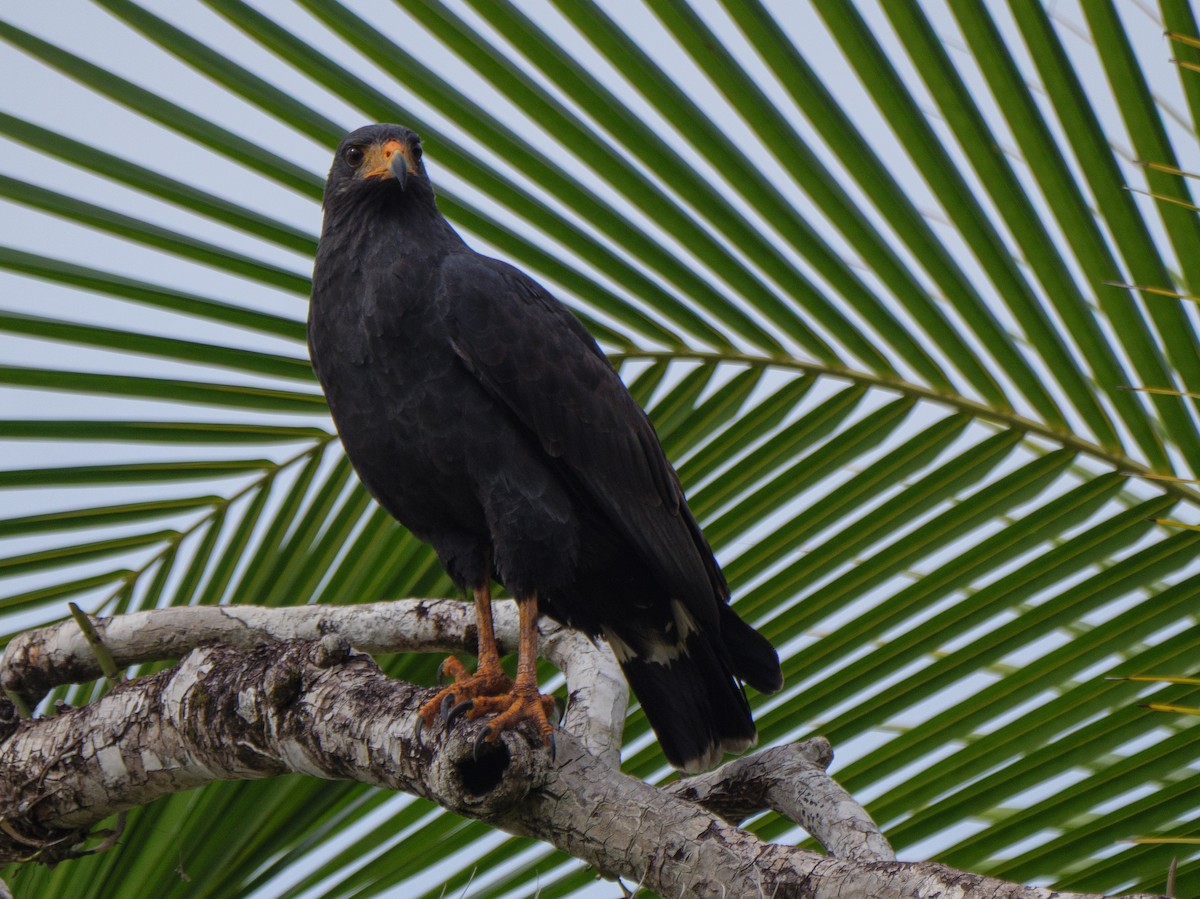 kullvåk - ML646815944