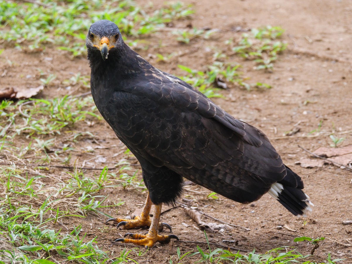 kullvåk - ML646815946